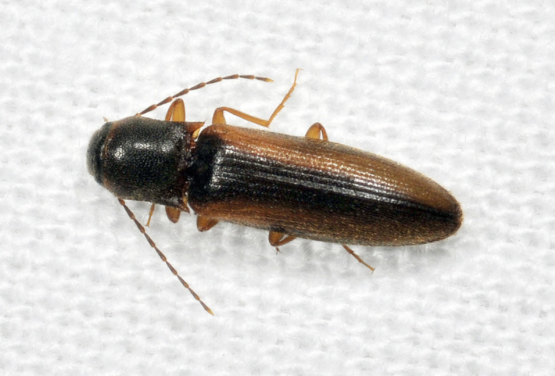 Elateridae: Dalopius marginatus